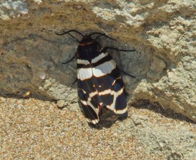 Прикрепленное изображение: 401.jpg